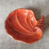 Empty pocket shell coral