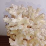 Corail blanc