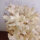White coral