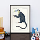 Chimera lithography animal engraving - the toupajou