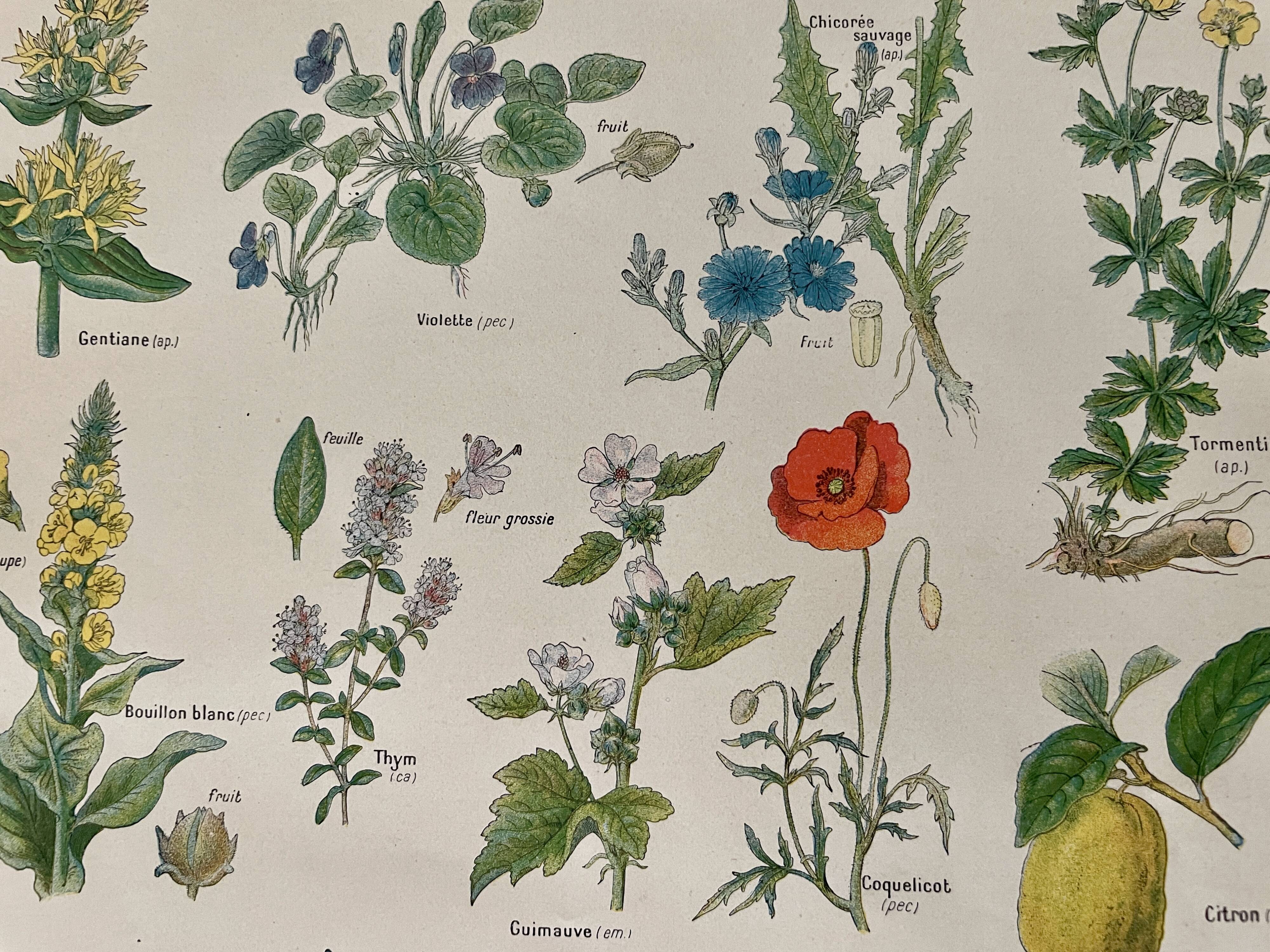 Lithographie plantes médicinales (XXIV) - 1920
