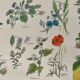 Lithographie plantes médicinales (XXIV) - 1920