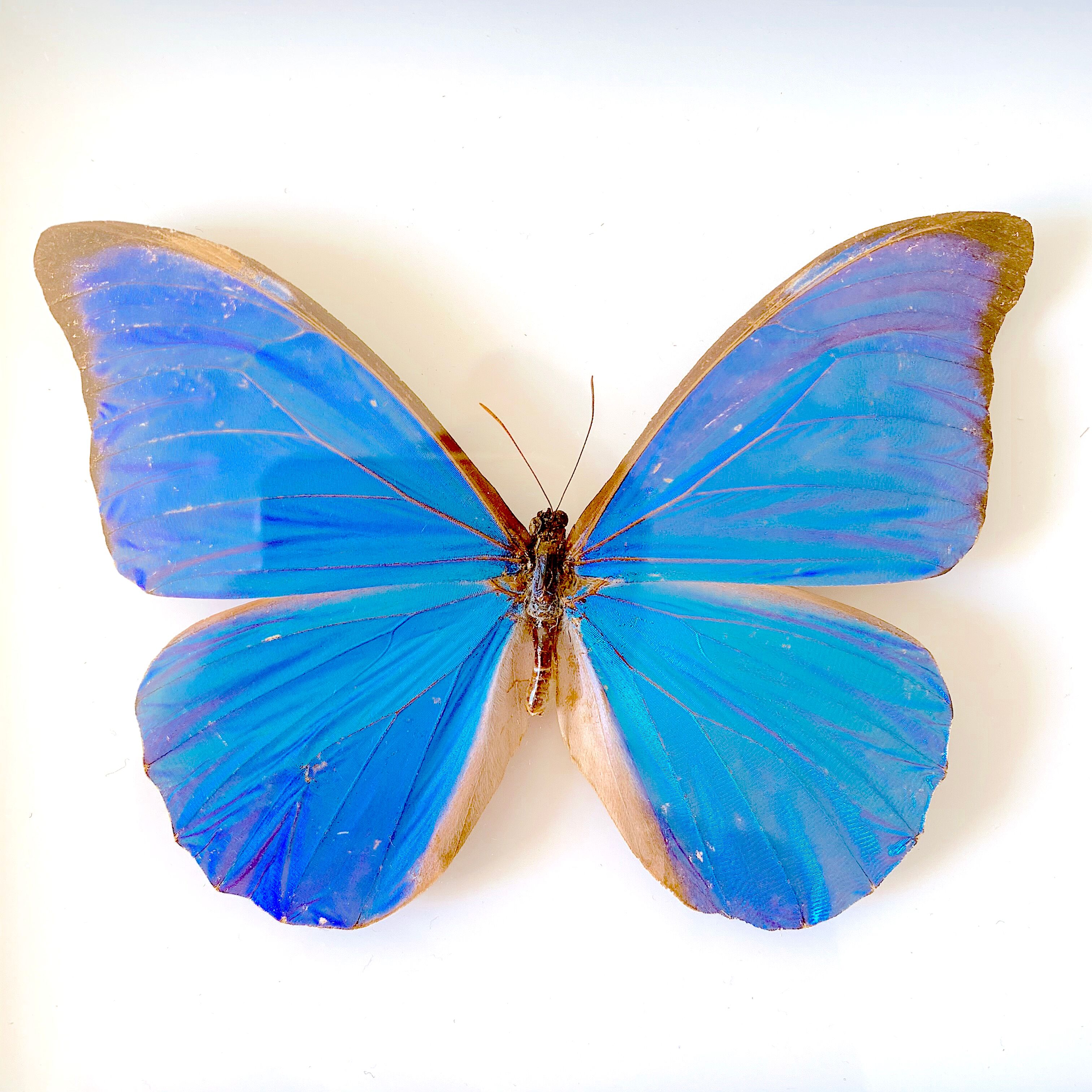 Naturalized butterfly frame