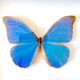 Naturalized butterfly frame