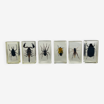 Set of 6 insect in resin inclusions