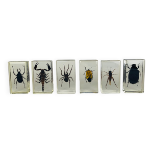 Lot de 6 insectes en inclusions