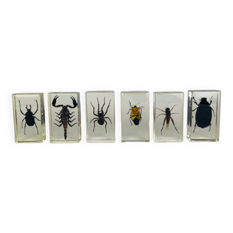 Lot de 6 insectes en inclusions en résine