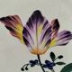 Vintage Longchamp plates – "Tulips" model – 1950s-60s