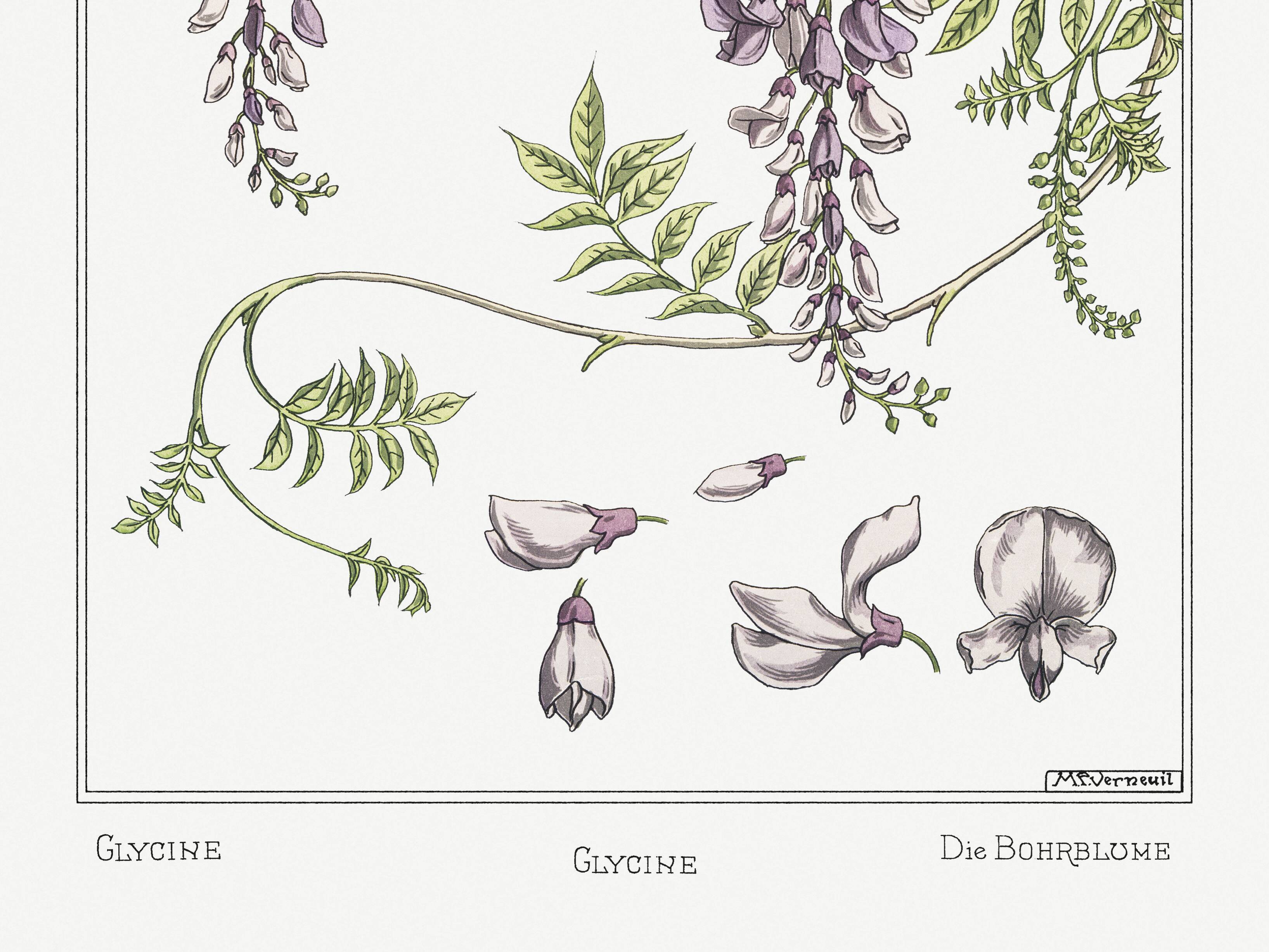 Poster “Wlycine”, after an Art Nouveau lithograph from 1897