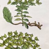 Duo botanical plates, Ed. London 1878