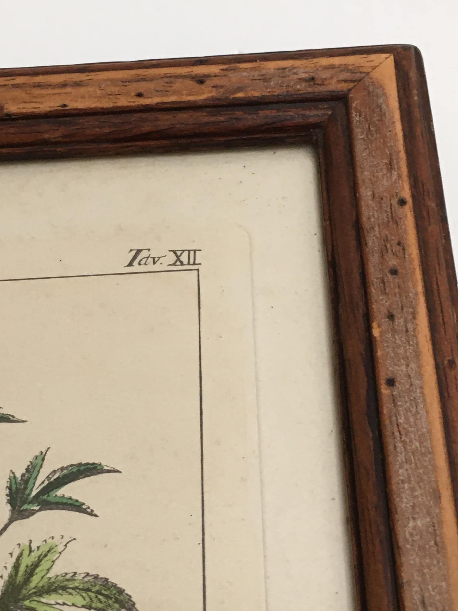 Botanical illustration "Sabdariffa", antique print in wooden frame