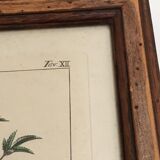 Illustration botanique "Sabdariffa", gravure ancienne dans cadre en bois