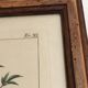Botanical illustration "Sabdariffa", antique print in wooden frame