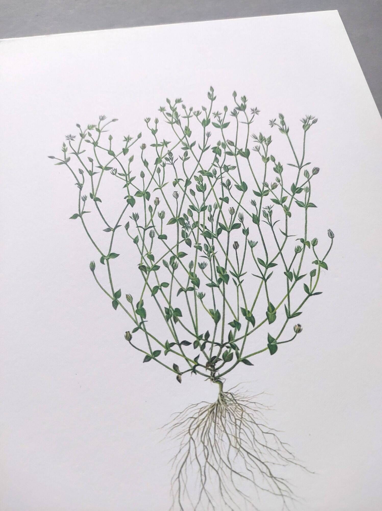 Lot of 3 vintage botanical plates from 1978 - including Field Spergule - Illustration of herbs