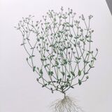 Lot of 3 vintage botanical plates from 1978 - including Field Spergule - Illustration of herbs