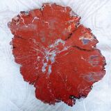 Tranche de bois fossilisé