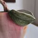 Large bassano pitcher (italy) vintage