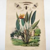 Old engraving from 1838 -Strelitzie- Zoological and botanical hand-colored plate. Original.