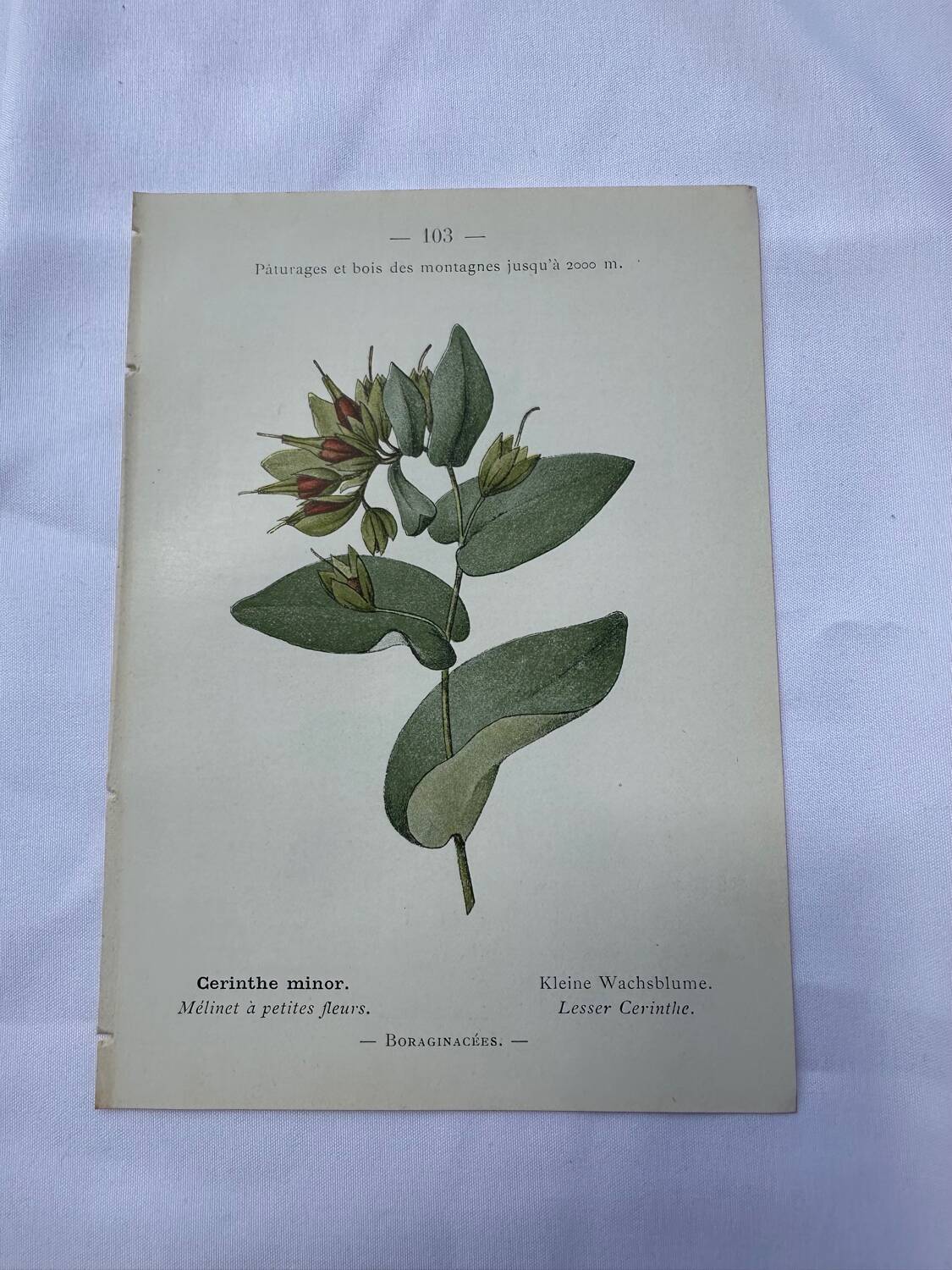 Botanical plate France 1800 vintage naturalist engraving double-sided