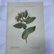 Botanical plate France 1800 vintage naturalist engraving double-sided