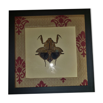 Natural history entomology frame mantis dead leaf deroplatys truncata