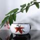 Vintage ceramic tea cup duo