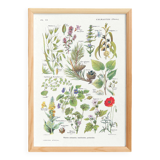Poster on calming plants, based on a 1928 lithograph