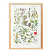 Poster on calming plants, based on a 1928 lithograph