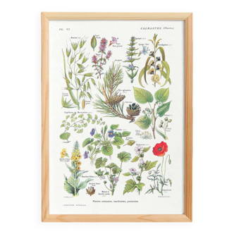 Poster on calming plants, based on a 1928 lithograph