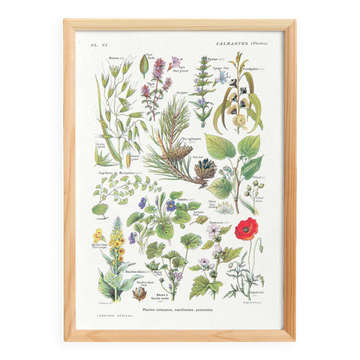 Affiche sur les plantes calmantes, d'après une lithographie de 1928