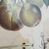 Pair of Botanical Plates 1905 – Peach & Pear – Poiteau