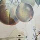 Pair of Botanical Plates 1905 – Peach & Pear – Poiteau