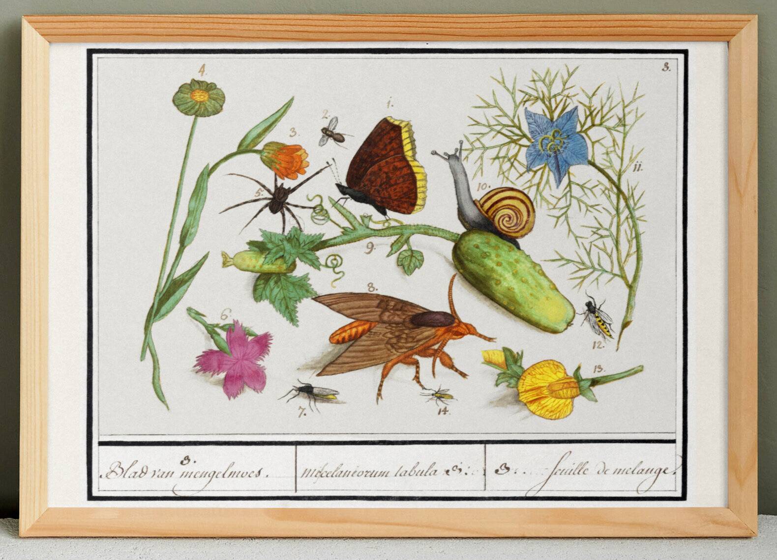 Small poster on insects and nature, based on an old engraving