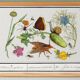 Small poster on insects and nature, based on an old engraving