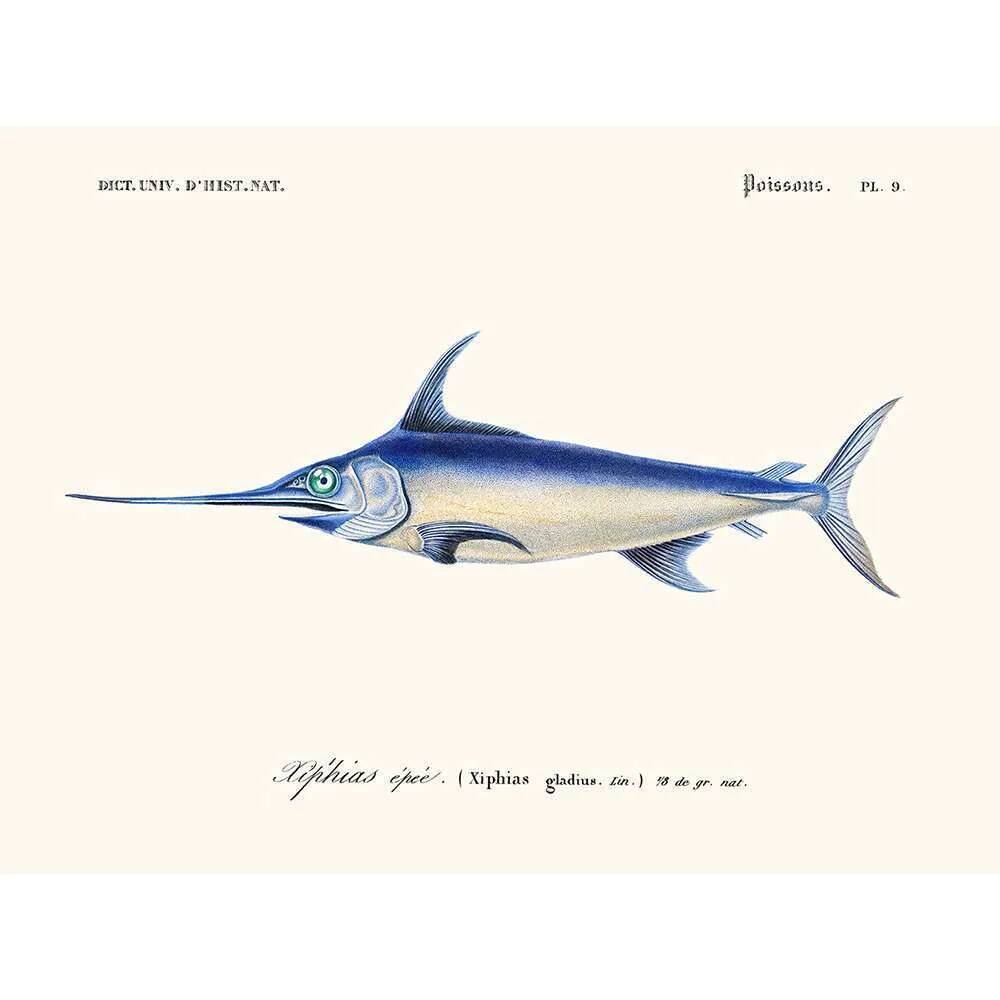 Vintage illustration of the swordfish Xiphias gladius in blue and silver nature.