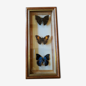 Butterflies under glass