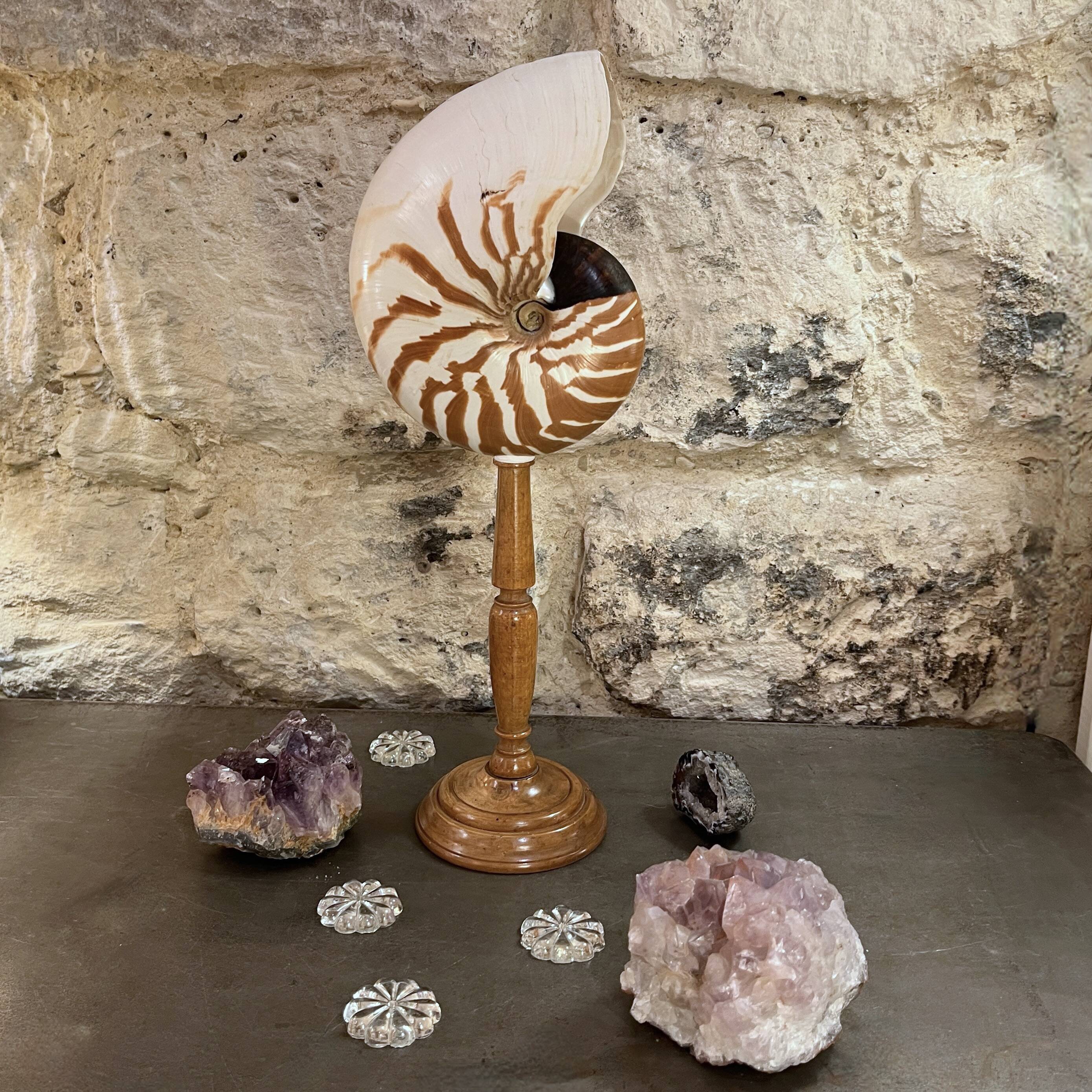 Tiger nautilus shell on a wooden stand, 19th century, Cabinet of curiosities