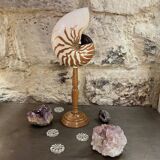 Tiger nautilus shell on a wooden stand, 19th century, Cabinet of curiosities