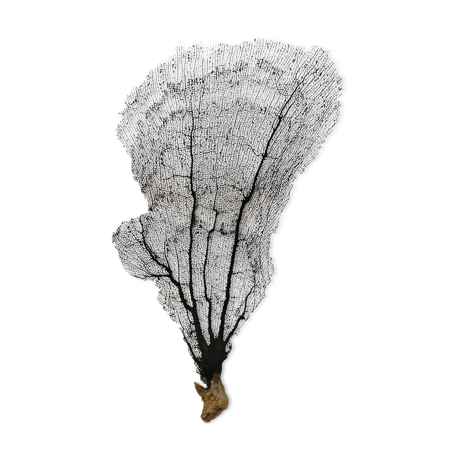 Ancient gorgon coral