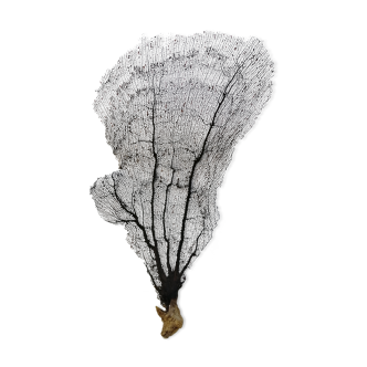 Ancient gorgon coral