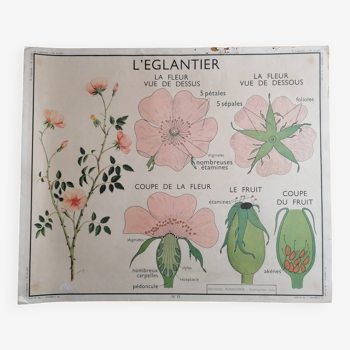 Ancienne affiche ROSSIGNOL botanique L'églantier-Le pois
