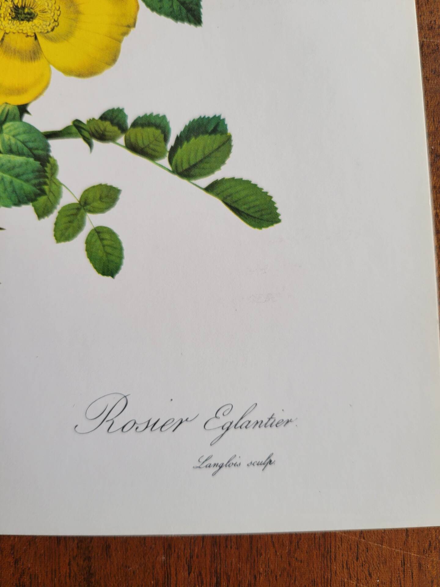 Botanical plate Wild Rose P.J. Redouté 1960