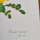 Botanical plate Wild Rose P.J. Redouté 1960