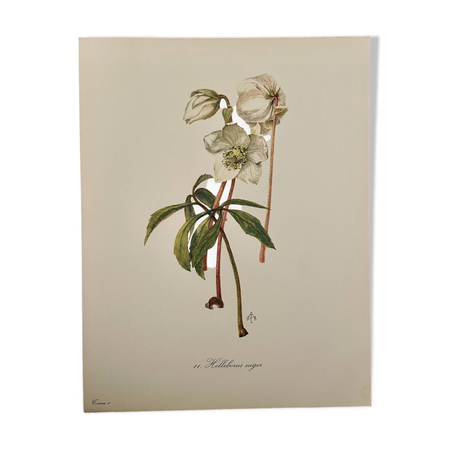 Illustrated board on Christmas roses - 1960