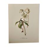 Illustrated board on Christmas roses - 1960