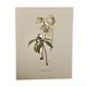 Illustrated board on Christmas roses - 1960