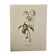Illustrated board on Christmas roses - 1960