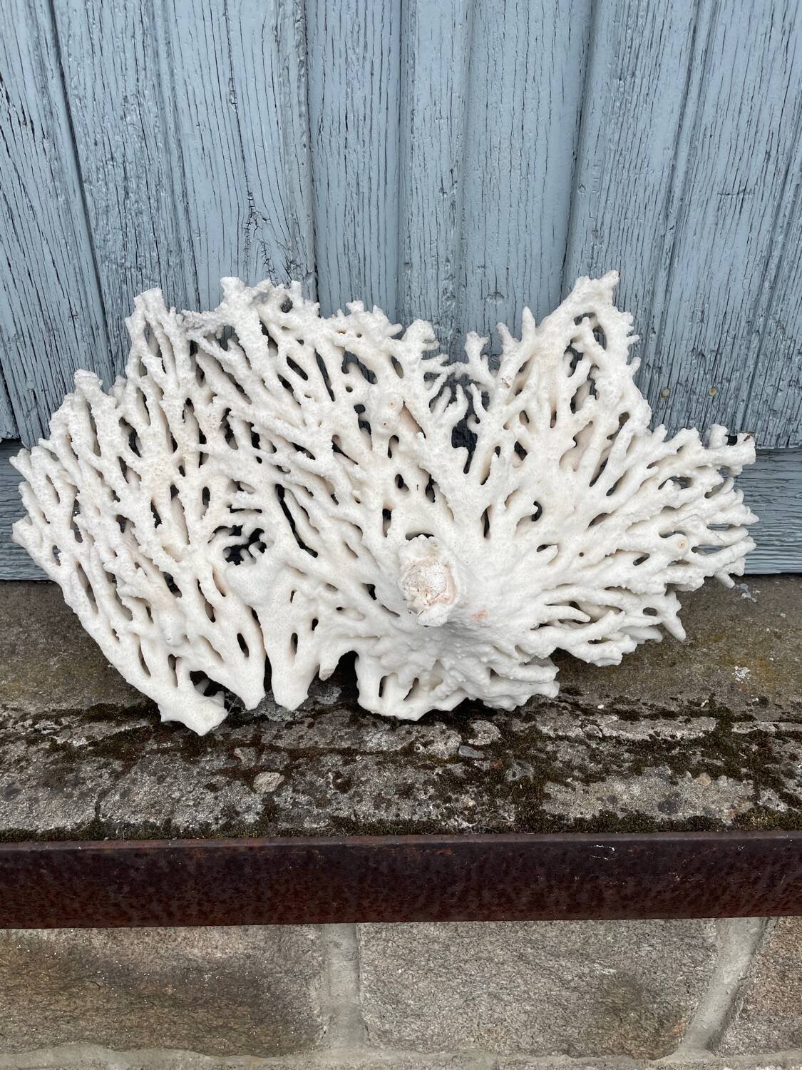 Large white coral XXL