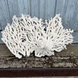 Grande corail blanc xxl