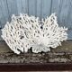 Large white coral XXL